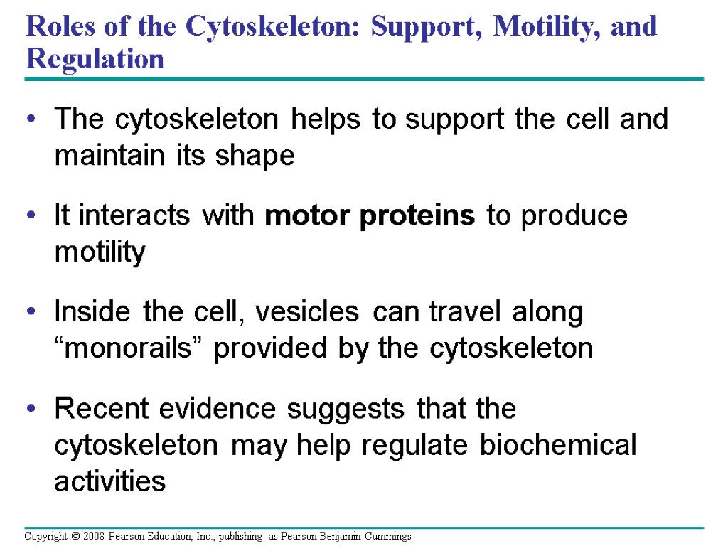 Roles of the Cytoskeleton: Support, Motility, and Regulation The cytoskeleton helps to support the